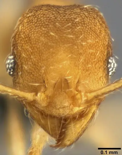Pheidole nindi specimen
