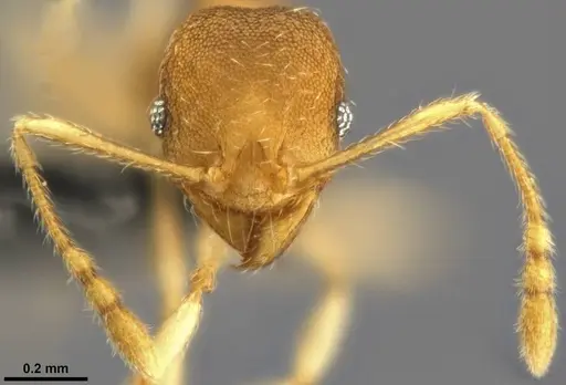 Pheidole nindi specimen