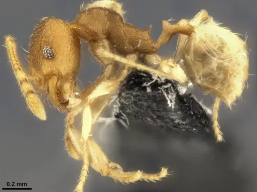 Pheidole nindi - CASENT0199271