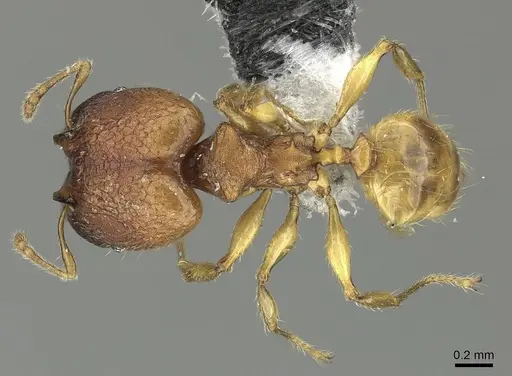 Pheidole nindi - CASENT0199680