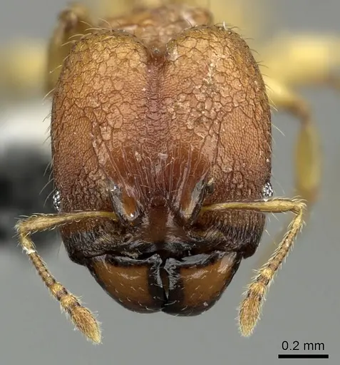 Pheidole nindi - CASENT0199680