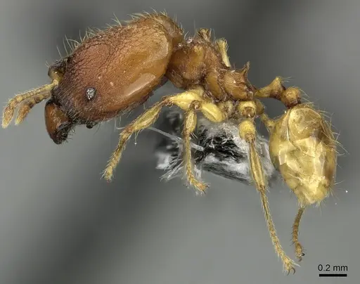 Pheidole nindi - CASENT0199680