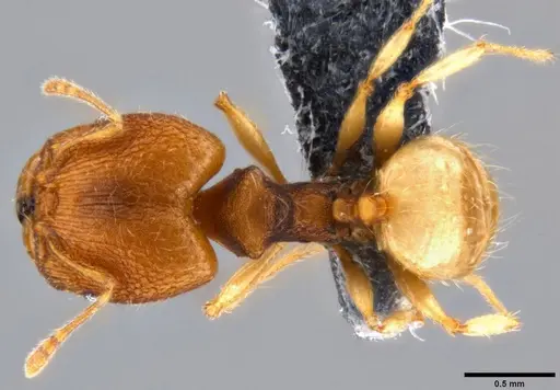 Pheidole nindi - CASENT0199740