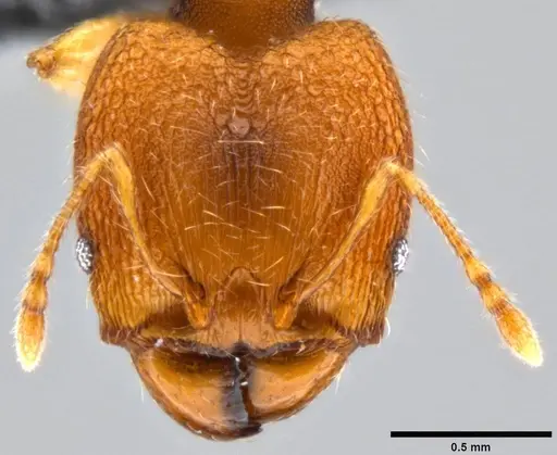 Pheidole nindi - CASENT0199740