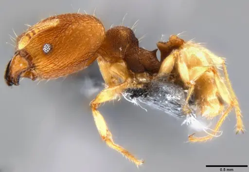 Pheidole nindi - CASENT0199740