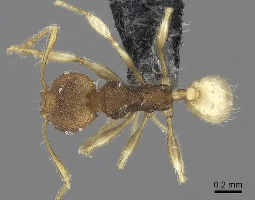 Pheidole nindi - CASENT0219995