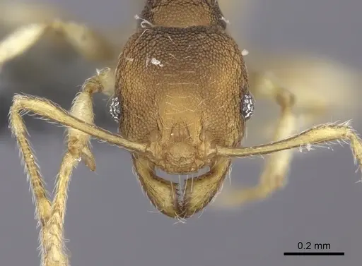 Pheidole nindi - CASENT0219995