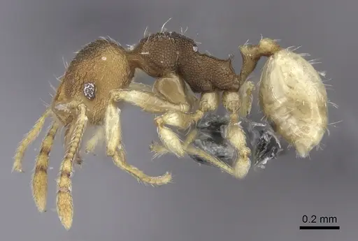 Pheidole nindi - CASENT0219995