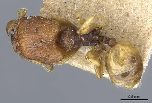 Pheidole nindi - CASENT0905839