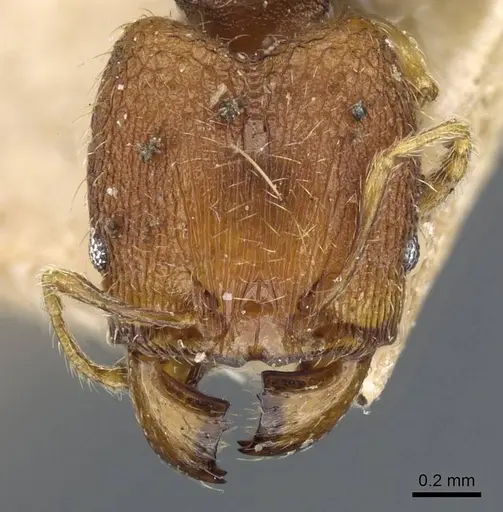 Pheidole nindi - CASENT0905839