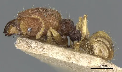 Pheidole nindi - CASENT0905839