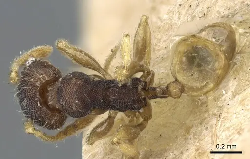 Pheidole nindi - CASENT0905840