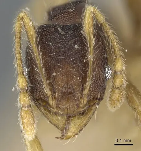 Pheidole nindi - CASENT0905840