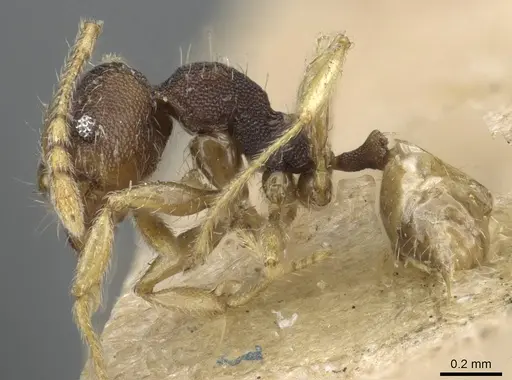 Pheidole nindi - CASENT0905840