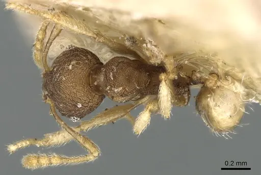 Pheidole nindi - CASENT0906656