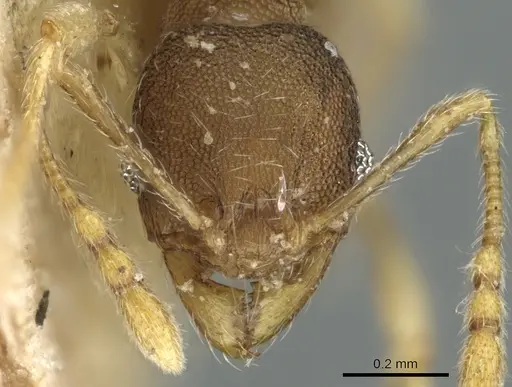 Pheidole nindi - CASENT0906656