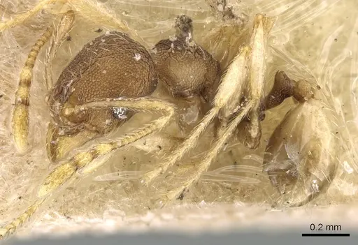 Pheidole nindi - CASENT0906656