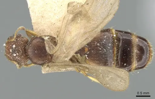 Pheidole nindi - CASENT0906657