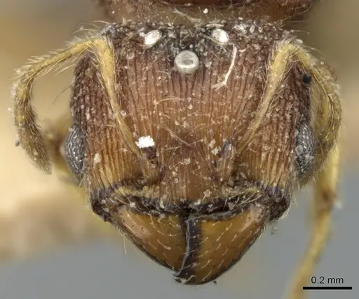 Pheidole nindi - CASENT0906657