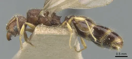 Pheidole nindi - CASENT0906657