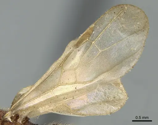 Pheidole nindi - CASENT0906657