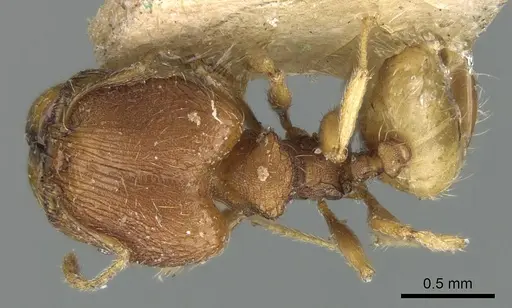 Pheidole nindi - LACMENT316253