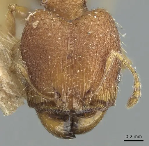 Pheidole nindi - LACMENT316253