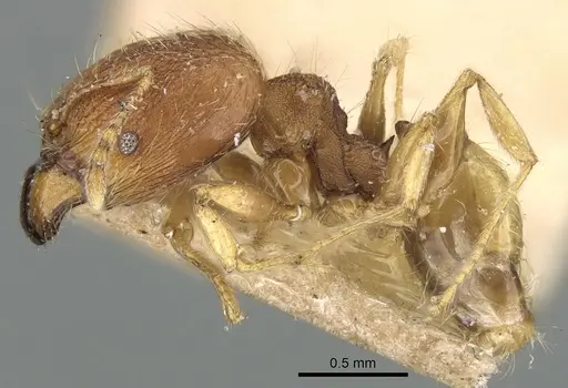 Pheidole nindi - LACMENT316253