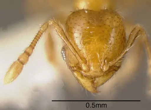 Pheidole nitella specimen