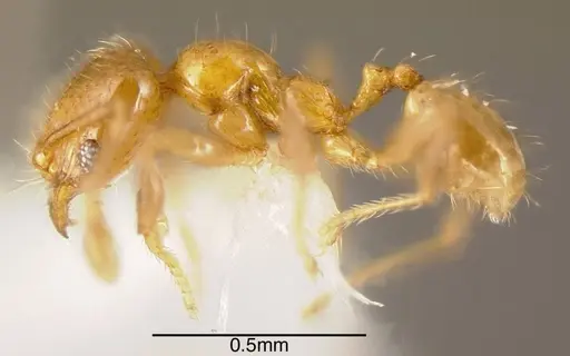 Pheidole nitella specimen