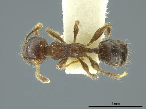Pheidole nitidicollis specimen