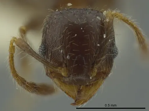 Pheidole nitidicollis specimen