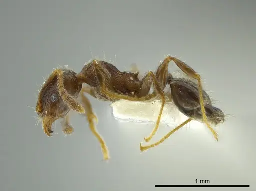 Pheidole nitidicollis specimen