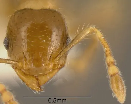Pheidole nitidicollis - CASENT0635500