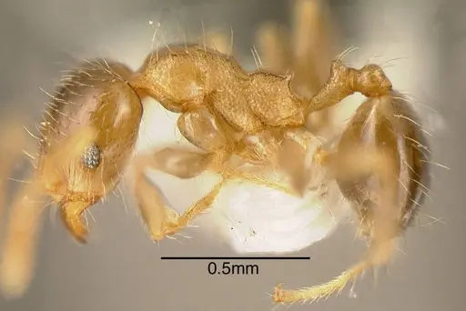 Pheidole nitidicollis - CASENT0635500