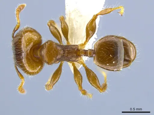 Pheidole nitidicollis - CASENT0637848