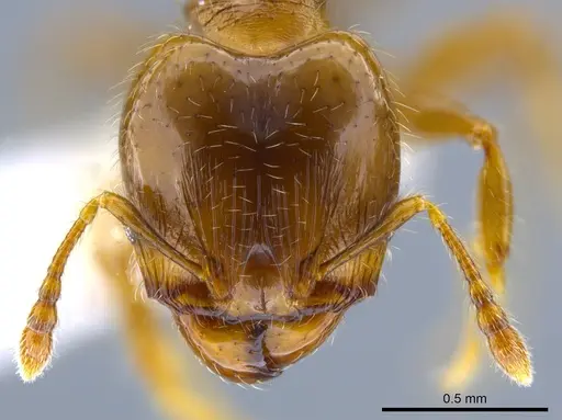 Pheidole nitidicollis - CASENT0637848