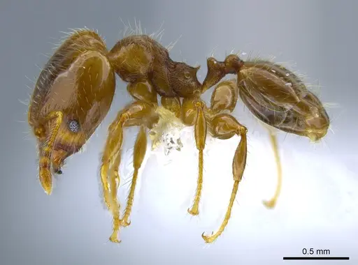 Pheidole nitidicollis - CASENT0637848