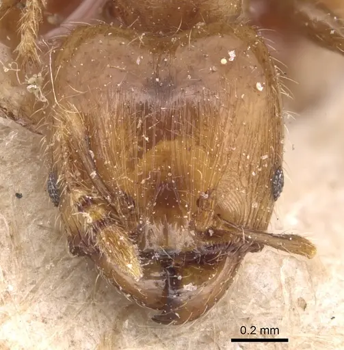 Pheidole nitidicollis - CASENT0904428