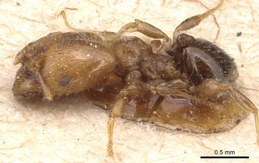 Pheidole nitidicollis - CASENT0904428