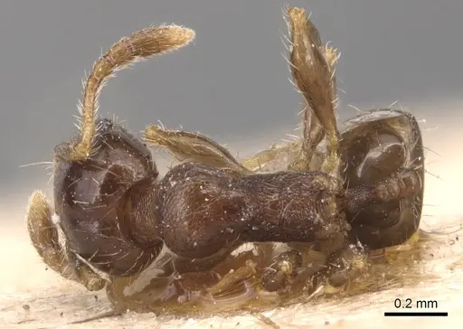 Pheidole nitidicollis - CASENT0904429