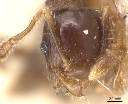 Pheidole nitidicollis - CASENT0904429