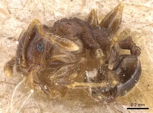 Pheidole nitidicollis - CASENT0904429