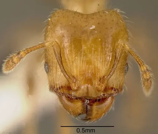 Pheidole nitidicollis - INBIOCRI001218677