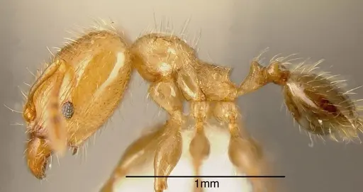 Pheidole nitidicollis - INBIOCRI001218677