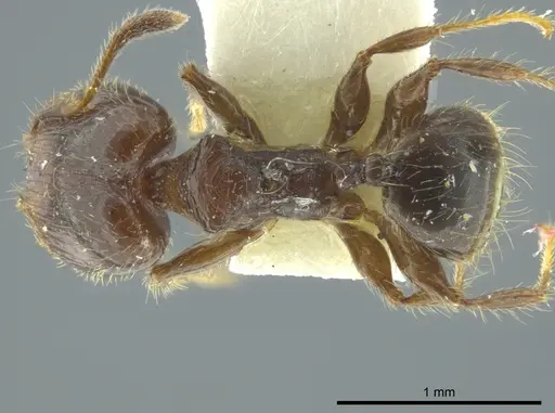Pheidole nitidicollis - JTLC000016346
