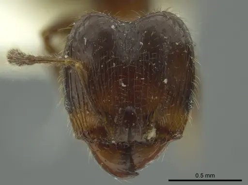 Pheidole nitidicollis - JTLC000016346