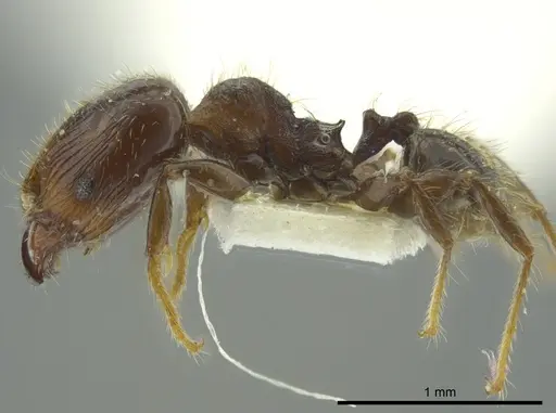 Pheidole nitidicollis - JTLC000016346