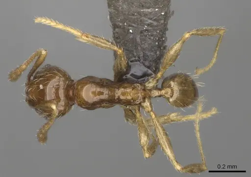 Pheidole nitidobruna specimen