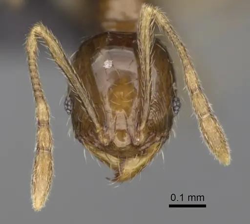 Pheidole nitidobruna specimen